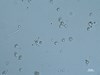 Photo of Heterosigma akashiwo